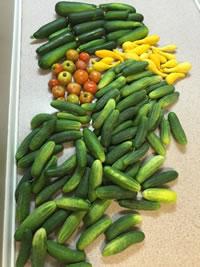 Zucchini, Yellow Squash, Tomatoes, & Cucumbers
