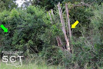 The yellow arrow shows were the car entered and the green arrow indicates where the car came to rest on the other side of the bushes and small trees.