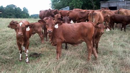 Beef cattle production is one of the courses in the curriculum for the new Ranch and Land Management program at Panola College.