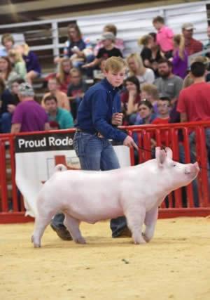 Seth Shamblin, Center, TX-Center 4-H, at the San Antonio Stock Show and Rodeo 6th in Class making the sale