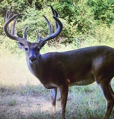 The big Polk County whitetail was killed off 77 acres just down the road from Laviolette's real estate office. The hunter said he had more than 300 images of the buck on game camera during three weeks leading up to the season opener. (Courtesy Photo)