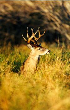 TPWD is considering adding two weeks to the end of the general deer season in the state's North Zone (226 counties) to create uniformity in the opening/closing dates in the North and South zones. The general public is being asked to comment on the issue. (Photo by Matt Williams)