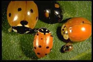 Lady beetles can have a variety of colors and spots. All of these insects are beneficial.
