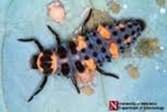 This is the larvae of a lady bug and should not be “controlled” in your landscape and garden.
