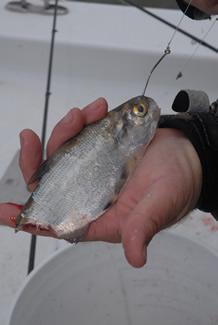 One of Barber's favorite baits for targeting wintertime blue cats is a 4-6 inch gizzard shad. Removing the tail allows the scent of the bait to carry freely through the water column. (Photo by Matt Williams)