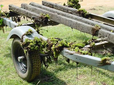 Biologists believe Giant Salvinia may have found its way into Lake Nacogdoches on a boat trailer similar to this one. Anglers and boaters are urged to rid their boats and trailers of potentially noxious plants before trailering down the highway. (TPWD Photo)