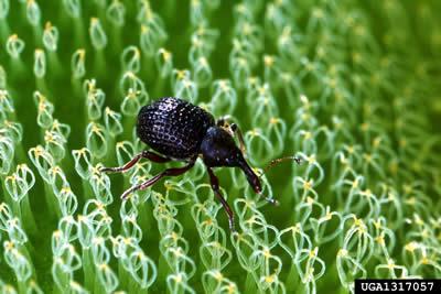 TPWD says it plans to release Giant Salvinia weevils at Nacogdoches and several other east Texas lakes this spring. The insects are host specific to Giant salvinia and are one the natural control vectors for the plant in South America. The state has several greenhouses where the weevils are produced. (Photo by LSUAgCenter)