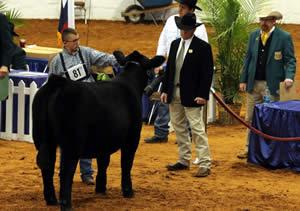 Ethan Wood’s Simmental - Reserve Grand Champion