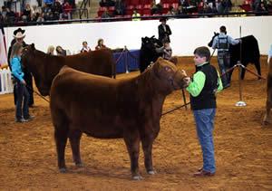 Trey Harvey’s Red Angus 2nd Place in class