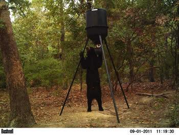 This game camera photo of a sexually-viable female black bear was taken in 2011 in Red River County. Following an investigation, the photo was confirmed as a Class I sighting by Texas Parks and Wildlife biologists. Class I sightings provide verifiable physical evidence such as scat, a paw print, fur, or a photograph. Class II sightings are detailed accounts provided by an experienced observer such as a biologist or veteran outdoors person, but provide no physical evidence. Class III sightings include reported sightings that are vague and/or the account of the animal seen is not consistent with the image or behavior of a bear, or the investigation reveals falsification of essential facts.