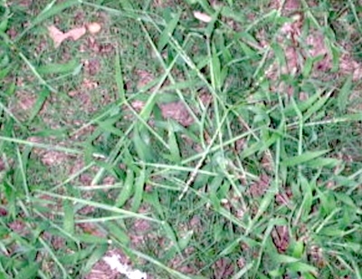 Crabgrass